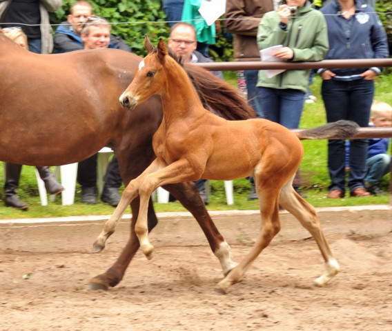 Hengstfohlen von Saint Cyr u.d. Kavinia v. Le Duc - Foto: Beate Langels