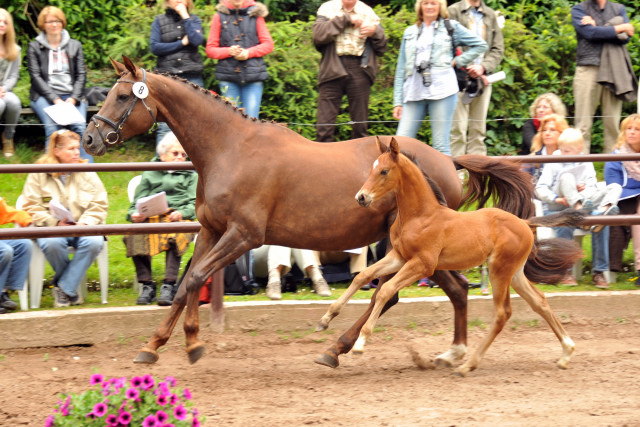 Hengstfohlen von Saint Cyr u.d. Kavinia v. Le Duc - Foto: Beate Langels