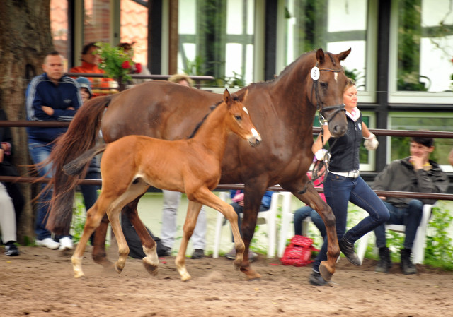 Hengstfohlen von Saint Cyr u.d. Kavinia v. Le Duc - Foto: Beate Langels