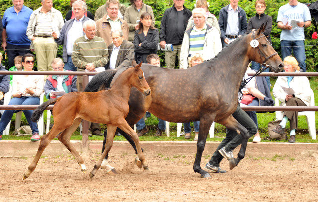 Stutfohlen von Saint Cyr x Lauries Crusador xx - Foto: Beate Langels