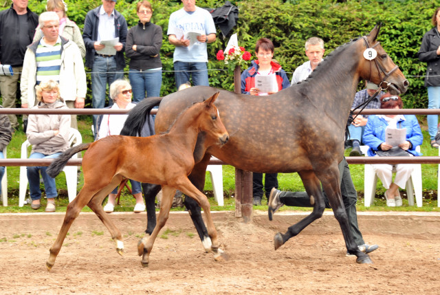 Stutfohlen von Saint Cyr x Lauries Crusador xx - Foto: Beate Langels