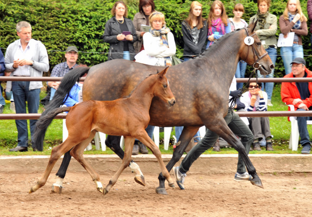 Stutfohlen von Saint Cyr x Lauries Crusador xx - Foto: Beate Langels