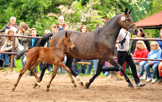 Stutfohlen von Saint Cyr x Lauries Crusador xx - Foto: Beate Langels