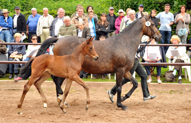 Stutfohlen von Saint Cyr x Lauries Crusador xx - Foto: Beate Langels