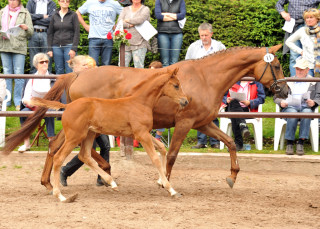 Trakehner Stutfohlen von Freudenfest - Couracius, Foto: Beate Langels