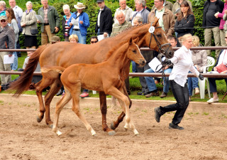 Trakehner Stutfohlen von Freudenfest - Couracius, Foto: Beate Langels