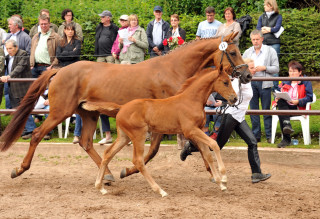 Trakehner Stutfohlen von Freudenfest - Couracius, Foto: Beate Langels