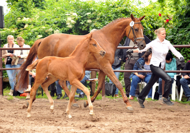 Trakehner Stutfohlen von Freudenfest - Couracius, Foto: Beate Langels