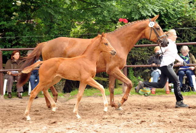 Trakehner Stutfohlen von Freudenfest - Couracius, Foto: Beate Langels