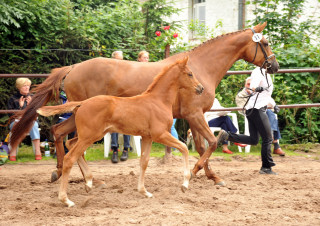 Trakehner Stutfohlen von Freudenfest - Couracius, Foto: Beate Langels