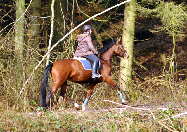 16. Februar 2016  Ausritt mit Schwalbenpoesie und Apollo - Foto: Beate Langels -
Trakehner Gestt Hmelschenburg