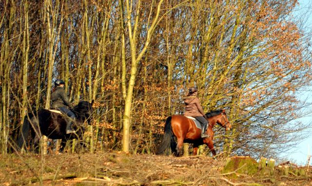 16. Februar 2016  Ausritt mit Schwalbenpoesie und Apollo - Foto: Beate Langels -
Trakehner Gestt Hmelschenburg