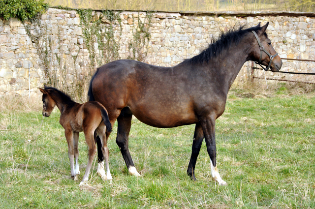 Oldenburger Stutfohlen von De Niro u.d. Schwalbendiva v. Totilas - 16. März 2016
- Trakehner Gestüt Hämelschenburg - Beate Langels