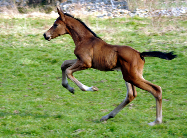 Hengstfohlen von High Motion u.d. Schwalbenlicht v. Imperio - Trakehner Gestüt Hämelschenburg - Beate Langels
