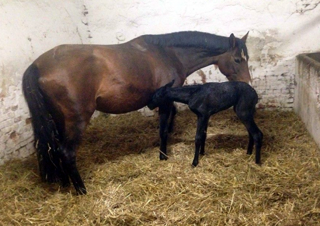 Black Filly by Oliver Twist out of Schwalbenfee by Freudenfest - Foto Langels- Gestt Schplitz