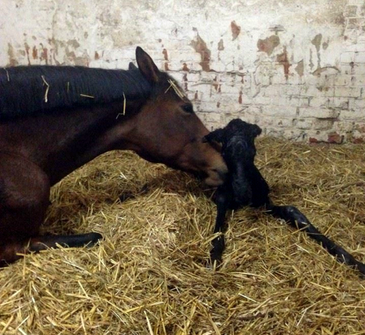 Black Filly by Oliver Twist out of Schwalbenfee by Freudenfest - Foto Langels- Gestt Schplitz