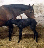 Stutfohlen von Oliver Twist u.d. Schwalbenfee v. Freudenfest - Foto: Langels