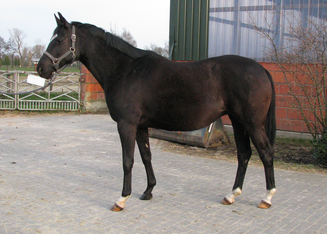 Schwalbensiegel von Kostolany u.d. Pr.,StPr. u. Elitestute Schwalbenspiel v. Exclusiv - Foto: Beate Langels - Zchter: 
Trakehner Gestt Hmelschenburg