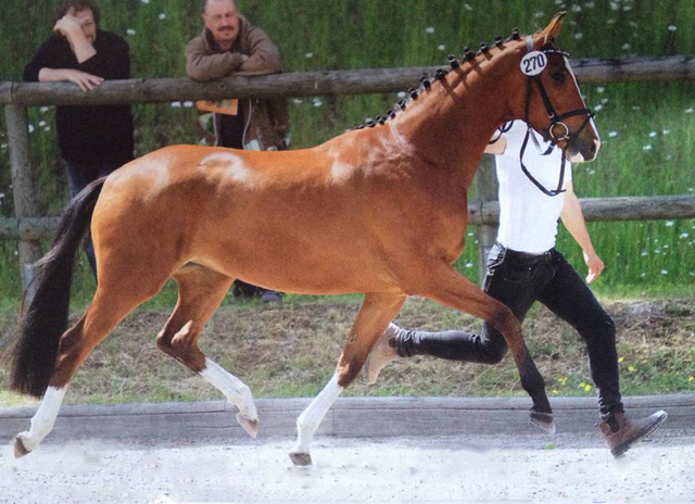 Val de Loire von Freudenfest u.d. Val de Vienne v. Exclusiv - Trakehner Gestt Hmelschenburg - Foto: Sigrun Wiecha