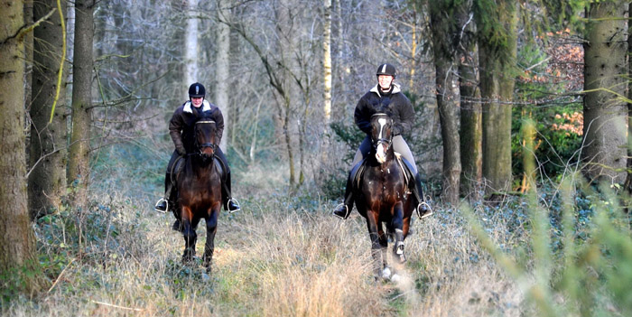 Ausritt im Januar 2012: Hirtenglanz und Shavalou - Foto: Beate Langels - Trakehner Gestt Hmelschenburg