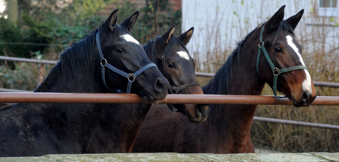 Neugierige Junghengste des Jahrgangs 2010 - Foto: Beate Langels - Trakehner Gestt Hmelschenburg