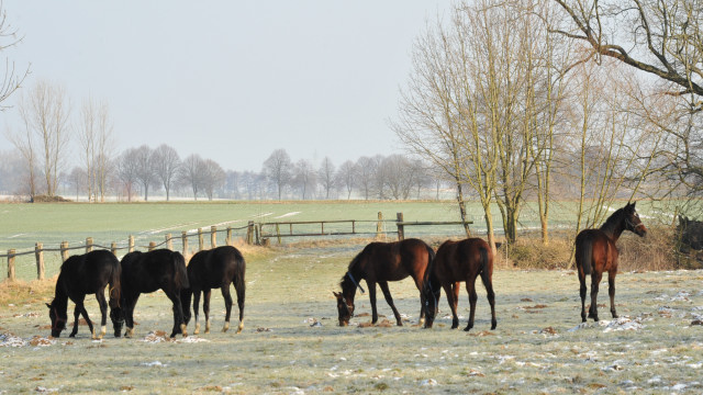 Unsere Jhrlinge - Trakehner Gestt Hmelschenburg
