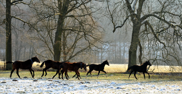 Unsere Jhrlinge - Trakehner Gestt Hmelschenburg