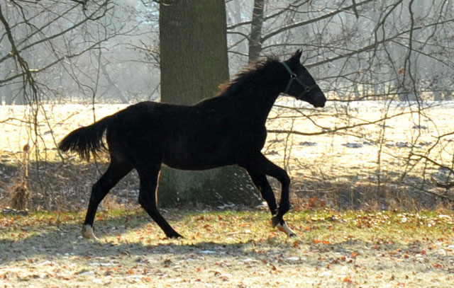 Jhrlingshengst von Ruffian Reef xx x Key West - Trakehner Gestt Hmelschenburg