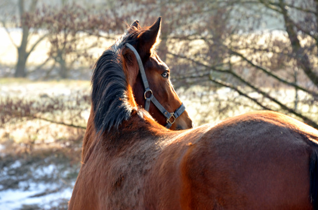 Klassic Blue von Singolo - Trakehner Gestt Hmelschenburg