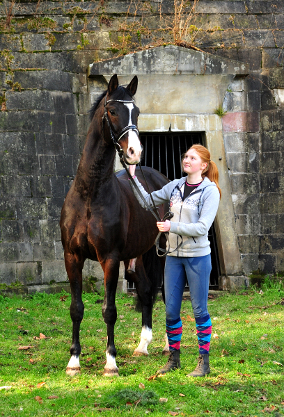 Trakehner Prmienhengst sHAVALOU - Gestt Hmelschenburg - 17: Februar 2019 - copyright by Beate Langels