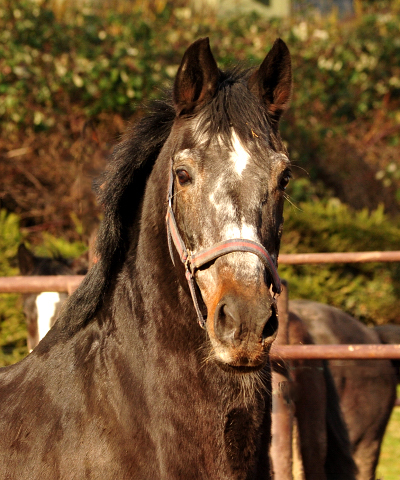 Trakehner Hengst Exclusiv - Gestt Hmelschenburg - 17.Februar 2019 - copyright by Beate Langels