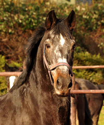 Trakehner Hengst Exclusiv - Gestt Hmelschenburg - 17.Februar 2019 - copyright by Beate Langels