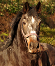 Februar 2019 - Impressionen - Trakehner Gestt Hmelschenburg 2019 - Foto: Beate Langels