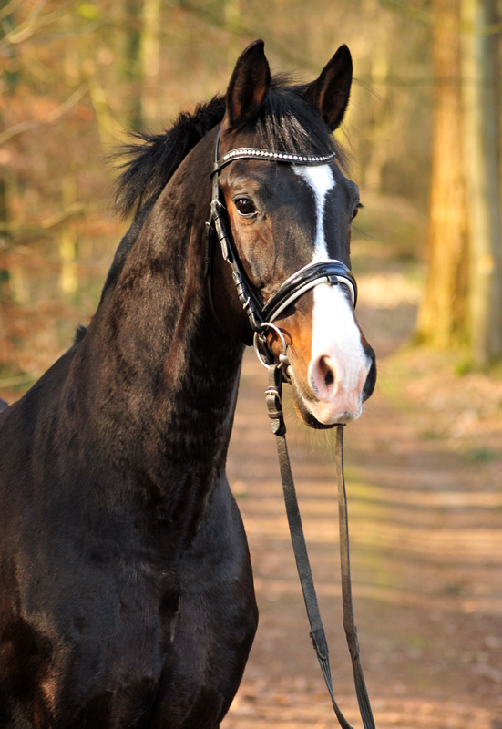 Trakehner Prmienhengst sHAVALOU - Gestt Hmelschenburg - 17: Februar 2019 - copyright by Beate Langels