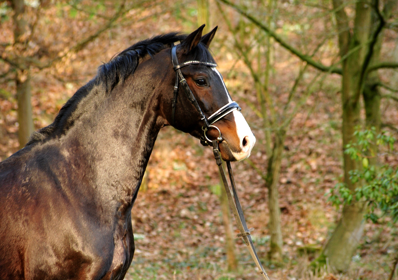 Trakehner Prmienhengst sHAVALOU - Gestt Hmelschenburg - 17: Februar 2019 - copyright by Beate Langels