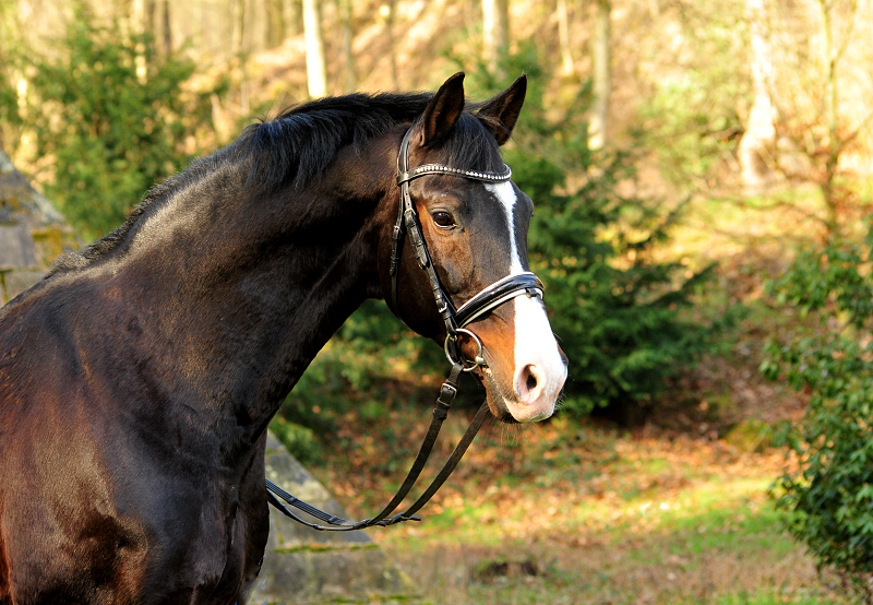 Trakehner Prmienhengst sHAVALOU - Gestt Hmelschenburg - 17: Februar 2019 - copyright by Beate Langels