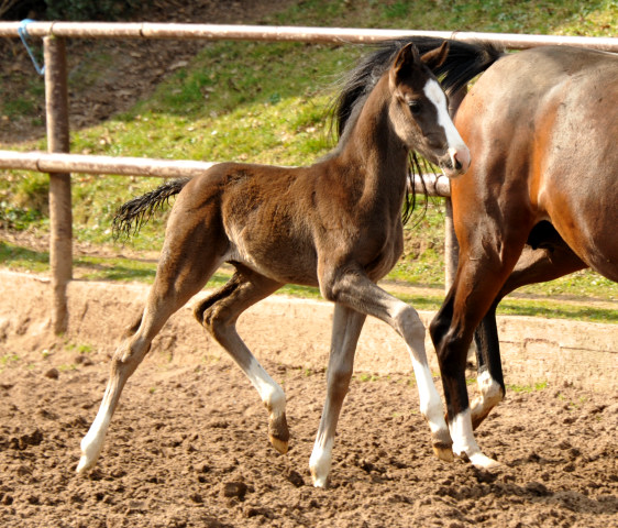 Colt by De Niro out of Schwalbendiva by Totilas - Foto: Beate Langels - Trakehner Gestt Hmelschenburg