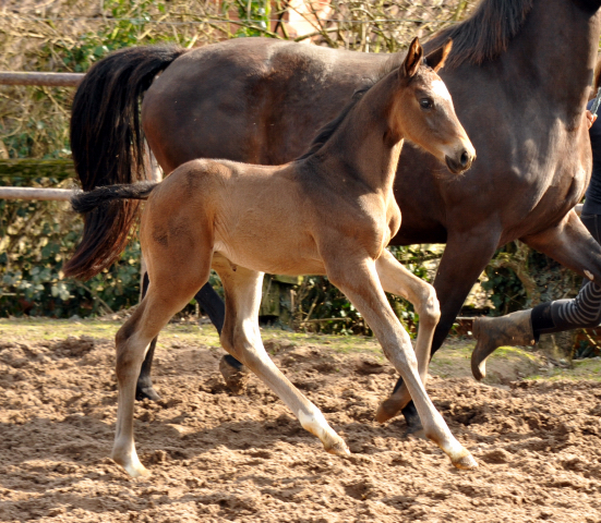  Foto: Beate Langels, Trakehner Gestt Hmelschenburg - Beate Langels