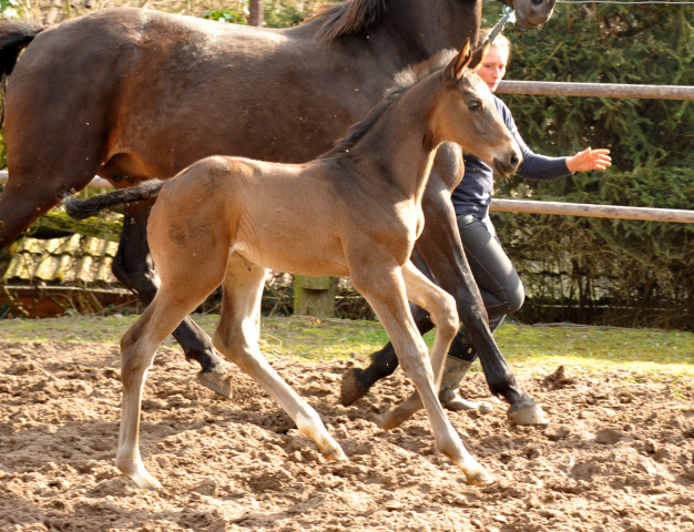  Foto: Beate Langels, Trakehner Gestt Hmelschenburg - Beate Langels