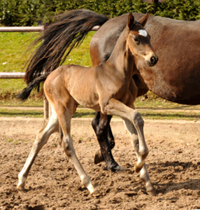 Trakehner Filly by Kostolany out of Kaiserspiel by Exclusiv -  Foto: Beate Langels, Trakehner Gestt Hmelschenburg - Beate Langels