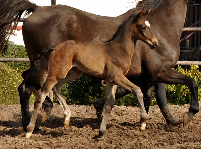 Trakehner Filly by Kostolany out of Kaiserspiel by Exclusiv - Foto: Beate Langels, Trakehner Gestt Hmelschenburg - Beate Langels