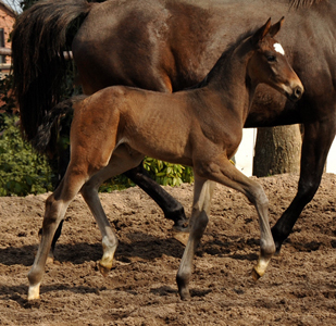  Foto: Beate Langels, Trakehner Gestt Hmelschenburg - Beate Langels