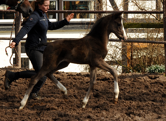 Colt by De Niro out of Schwalbendiva by Totilas - Foto: Beate Langels - Trakehner Gestt Hmelschenburg