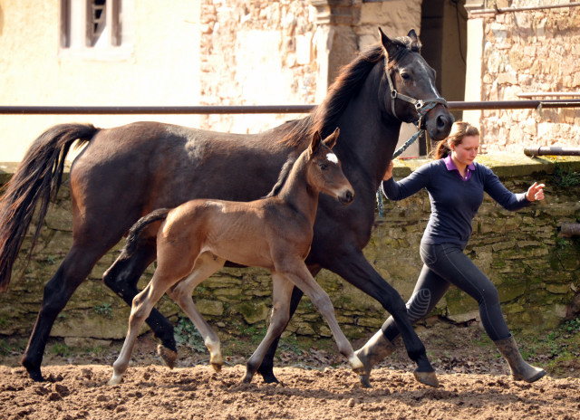  Foto: Beate Langels, Trakehner Gestt Hmelschenburg - Beate Langels