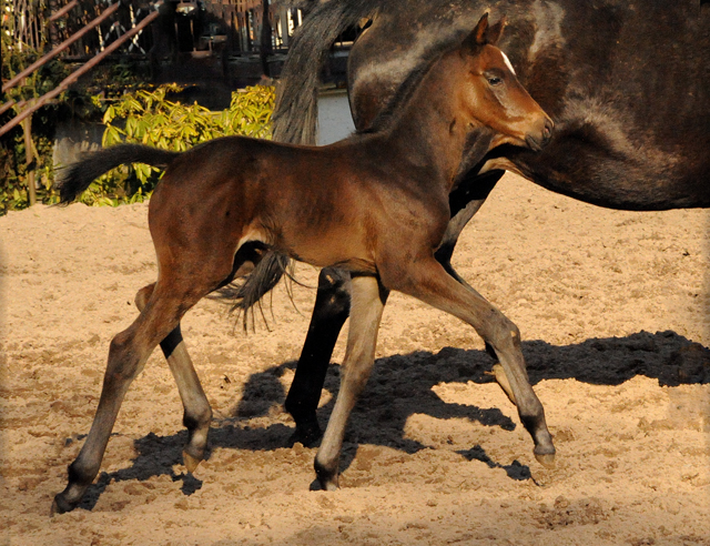 Trakehner Filly by High Motion out of ESt. Vicenza by Showmaster - Foto Beate Langels - Gestt Schplitz