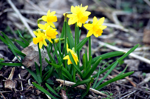 17. März 2016
- Trakehner Gestüt Hämelschenburg - Beate Langels