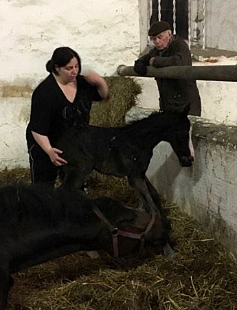 Oldenburger Hengstohlen von De Niro u.d. Schwalbendiva v. Totilas
 - Trakehner Gestt Hmelschenburg - Beate Langels