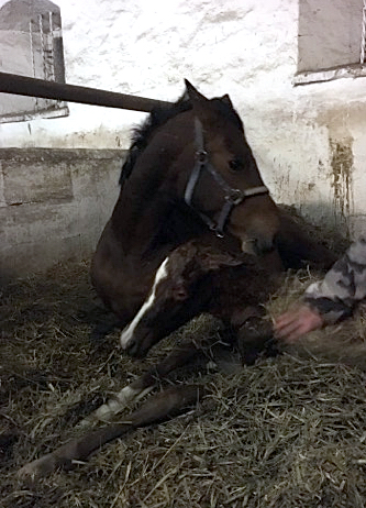 Chesnut Filly by Alter Fritz out of Giulietta by Saint Cyr - Red Patrick xx