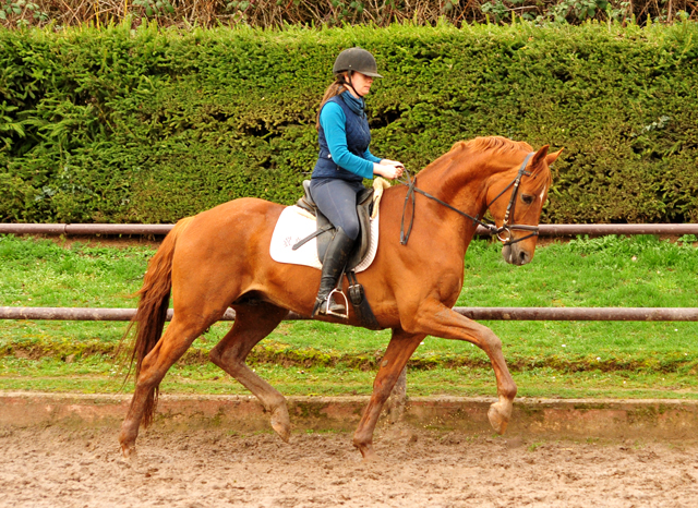 Zauberdeyk von Van Deyk - Friedensfrst - Gestt Hmelschenburg - 17. Mrz 2019 - copyright by Beate Langels