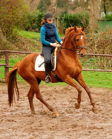 Mrz 2019 - Impressionen - Trakehner Gestt Hmelschenburg 2019 - Foto: Beate Langels